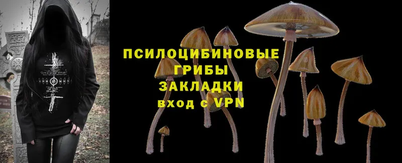 Псилоцибиновые грибы MAGIC MUSHROOMS  это Telegram  Дорогобуж  сколько стоит 